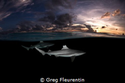 Sharks and sunset by Greg Fleurentin 